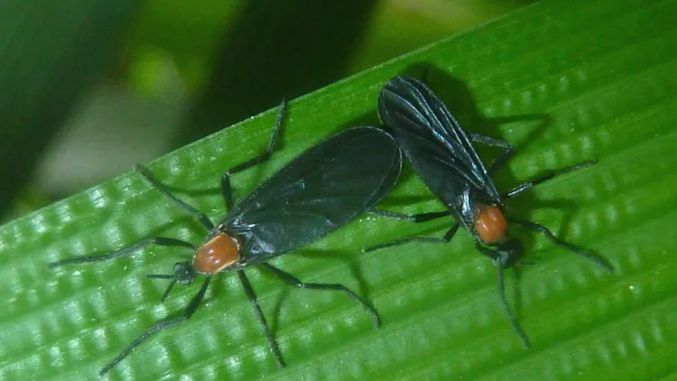 「愛情蟲」雌雄連體。翻攝wiki/Plecia longiforceps