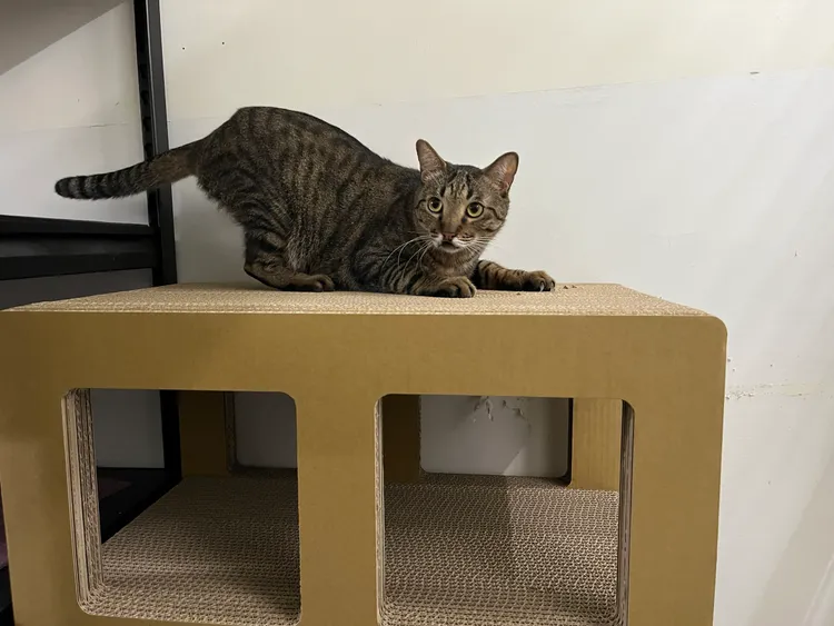 貓4舍的「清野」等待認養中。台北市動保處提供