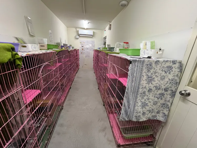 改造前的貓舍空間。台北市動保處提供