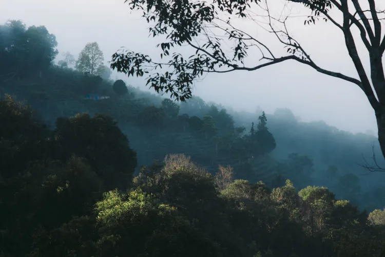 Perfumer H氤氳淡香精的創作靈感，來自雲南景邁山的霧氣繚繞。品牌提供
