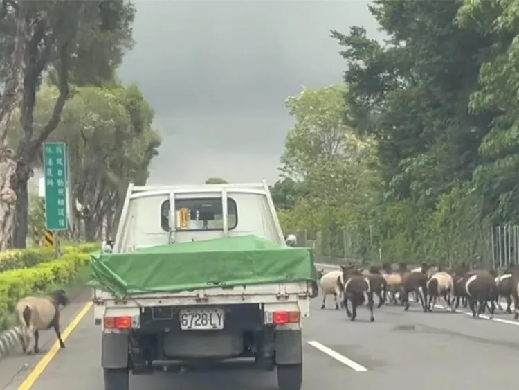 警方指出飼主行為已經違反道路交通管理處罰條例，調查後將依法開罰。網友jay_chen0407授權提供