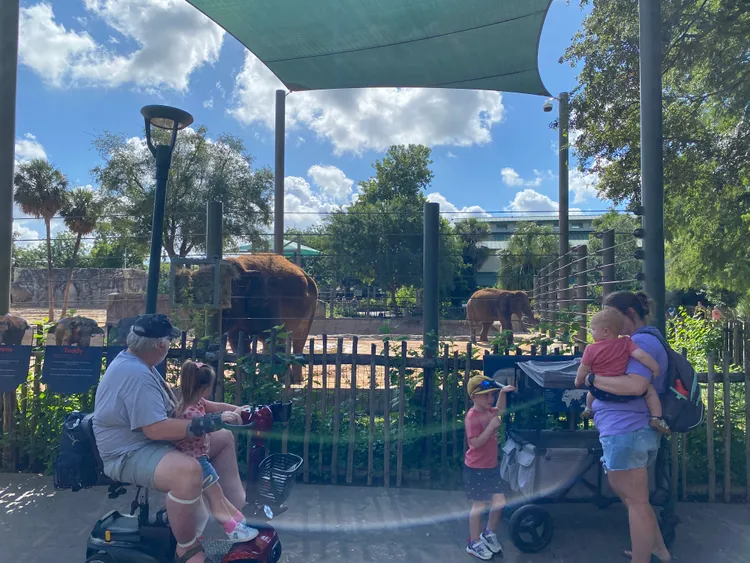 休士頓可看到約4000多隻動物，包含最著名的亞洲象繁殖中心等。莊偉祺攝