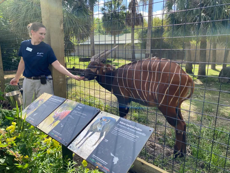 休士頓當地瀕危的大羚羊（Bongo）致贈予台北市立動物園，由長榮航空預計10月以貨機運送來台。莊偉祺攝
