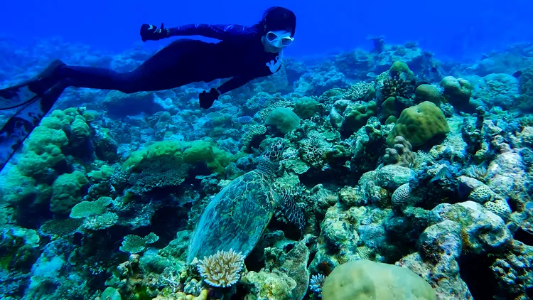 温貞菱與海龜共潛。公視提供