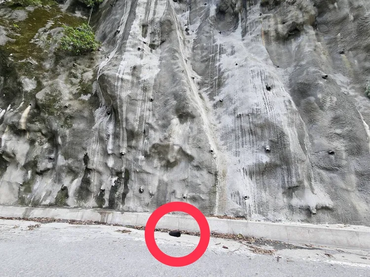 小熊倒臥南橫公路旁疑高處墜落身亡。林保署台東分署提供