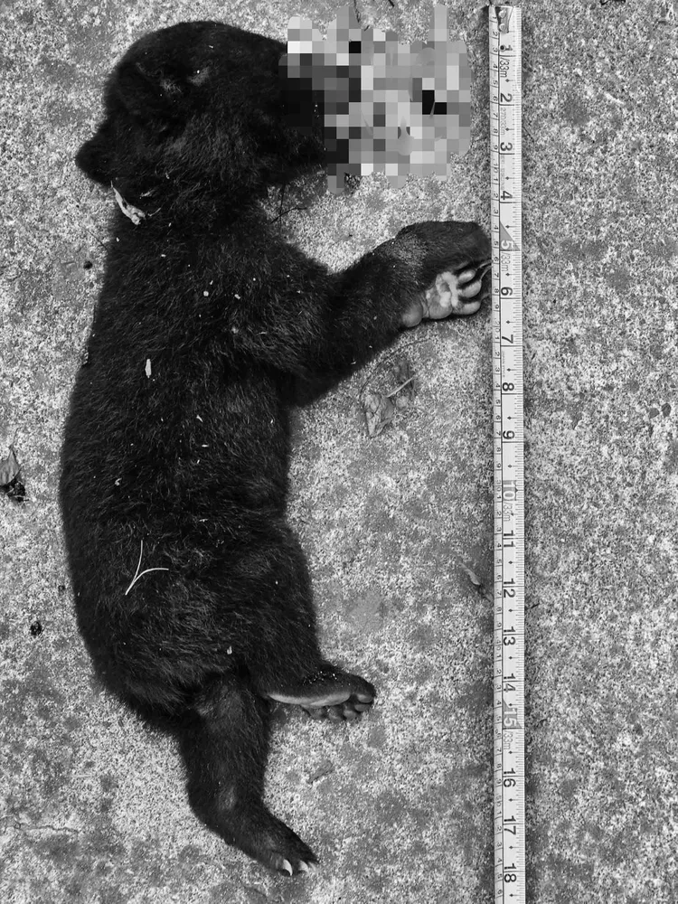 小熊體長約56公分。林保署台東分署提供