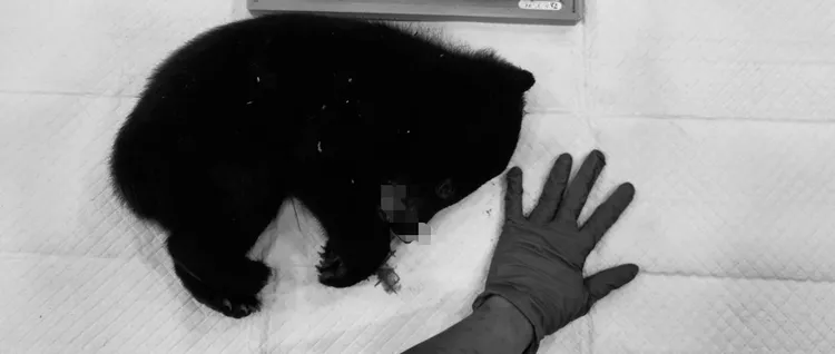 小熊出生約1至2月。林保署台東分署提供