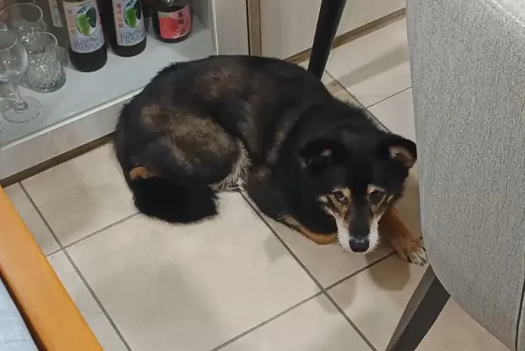 咬傷人的狗狗一臉無辜。民眾提供