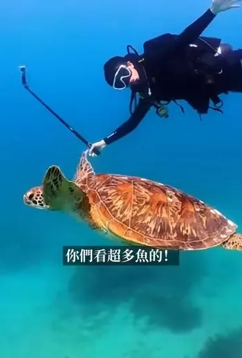 Andy水中攝影與海龜同游。翻攝Andy臉書