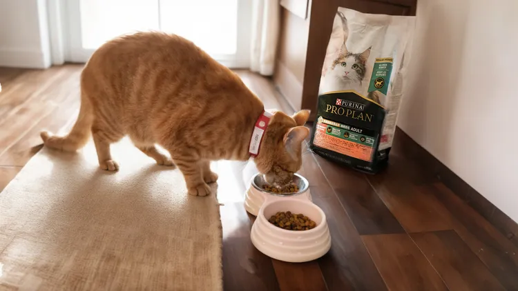 雀巢普瑞納寵物食品事業部專任獸醫表示「『能®舒敏系列」的專利抗敏技術，實驗證實持續餵食貓乾糧三週後，能有效降低47%貓毛及皮屑中存留的過敏原濃度。業者提供