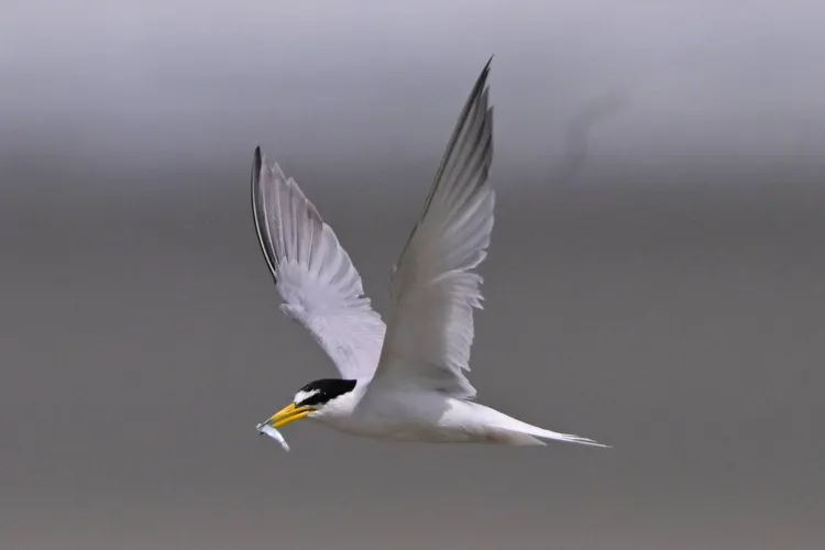 小燕鷗覓食。桃園市野鳥學會提供