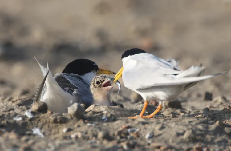 小燕鷗育雛。張沛森攝