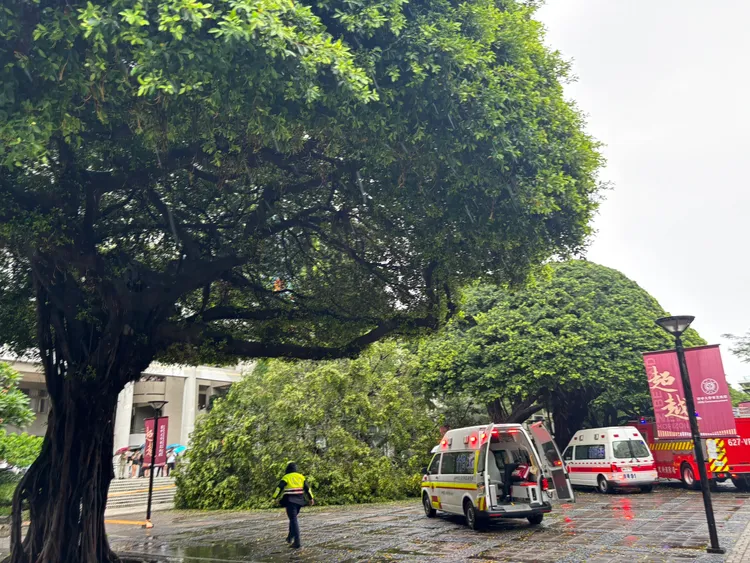 倒塌的榕樹約有60年樹齡。民眾提供