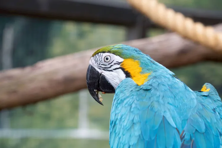 金剛鸚鵡與巨嘴鳥的棲架將於休園期間進行更新。台北市立動物園提供
