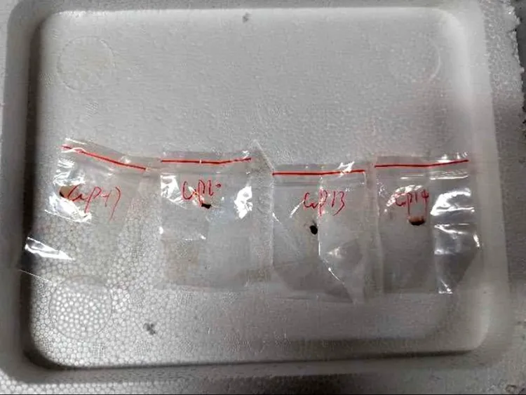 簡雲清將有毒真菌「禾穀鐮刀菌」夾在書本內，企圖走私進美國。翻攝美國司法部