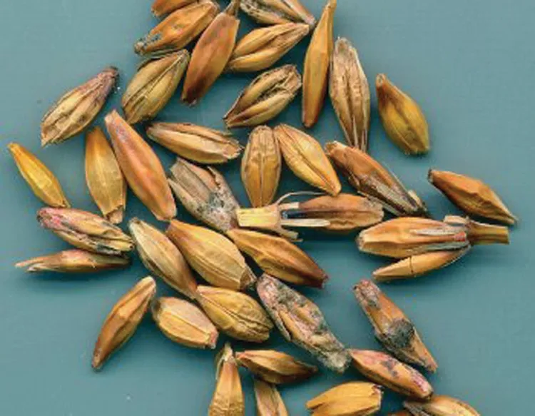 受到「禾穀鐮刀菌」感染的農作物。翻攝Alberta Agriculture and Forestry