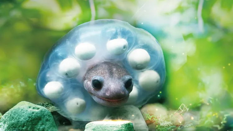 台灣大哥大倡議氣候行動 《山椒魚》生物多樣性研究喚醒生態意識，守住演化的密碼，百年來第一次見證山椒魚孵育。臺灣大學朱有田、印莉敏提供