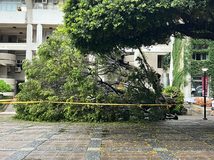 倒塌的大樹。民眾提供