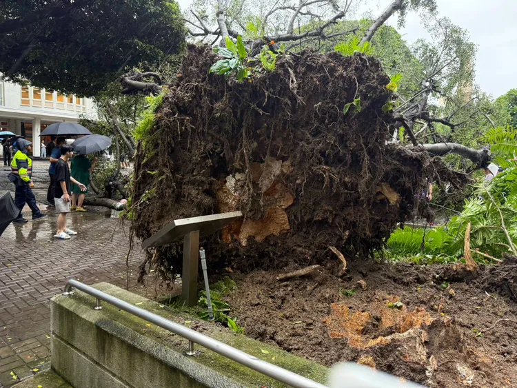 倒塌的大樹樹幹與根部腐朽。民眾提供