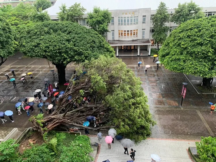 逢甲大學校園一棵大樹傍晚倒塌，1名男學生被壓傷送醫不治。翻攝Threads