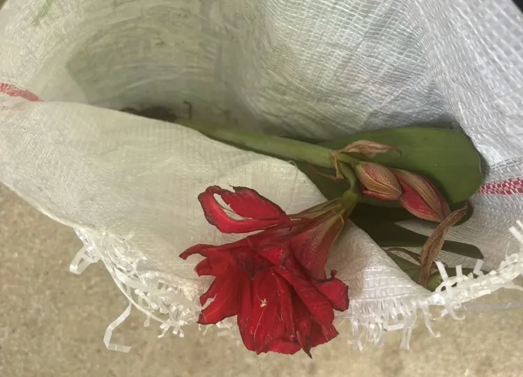 遭竊的孤挺花。警方提供