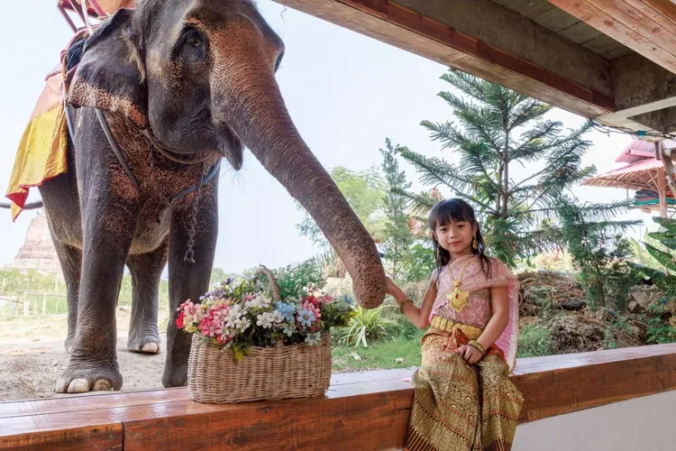 雄獅推泰國景點「大象主題咖啡廳」打卡，「特選曼曼愛象泰國5日」每人只要1萬4999元起。Ayothaya cafe提供