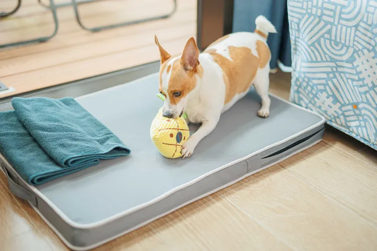 瀚寓夏天打造「寵物共旅」空間，房內備有專屬透氣睡墊、飲食碗、摺疊飲水杯、尿便墊與專用毛巾等實用備品。瀚寓夏天提供