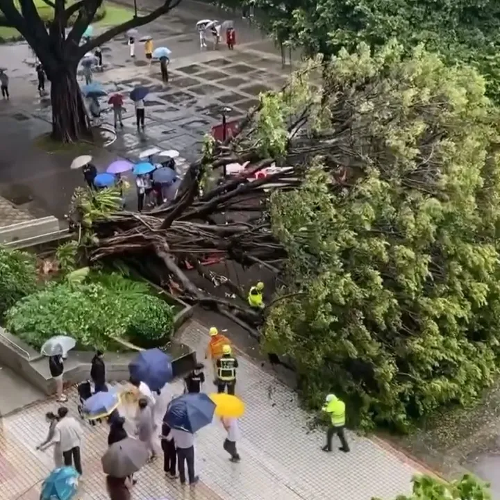 高約3層樓的榕樹突然倒塌，造成4名學生1死3傷。民眾提供
