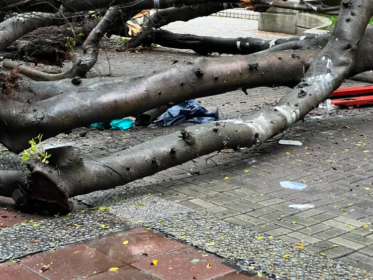 死傷者的雨傘還被壓在樹幹下。民眾提供