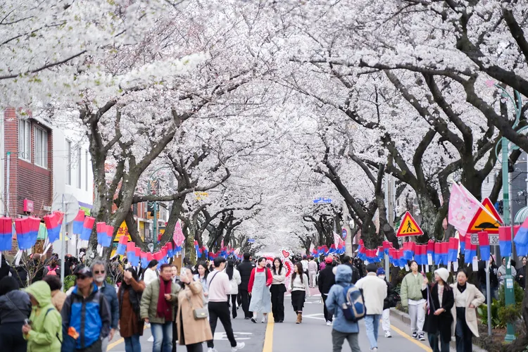 濟州島於今年櫻花季時熱度已攀升，當地有長達1.2公里的櫻花隧道「典農路」。田欣雲攝