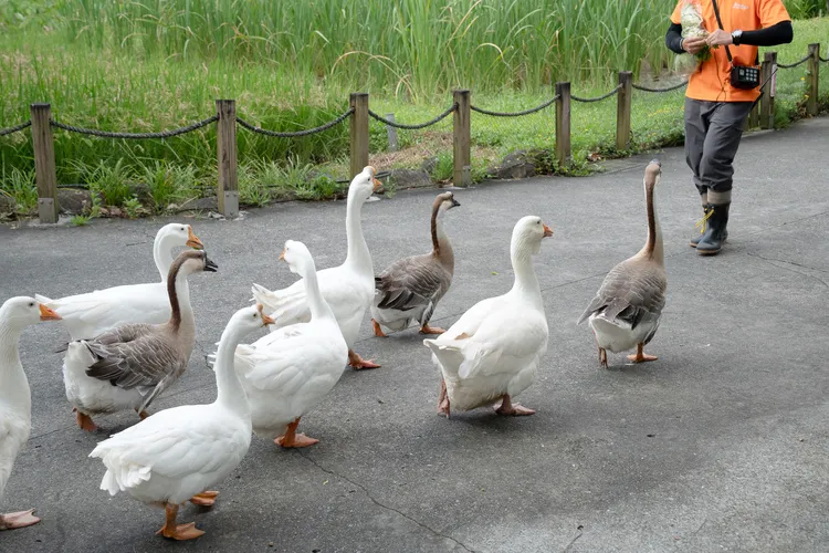 家鵝們列隊遊行的古錐模樣曝光，動物園暑假期間週六夜間延長開園至晚間9時。台北市立動物園提供