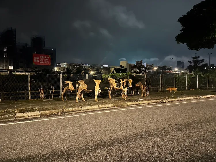 牛群落跑逛大街。龜山警分局提供