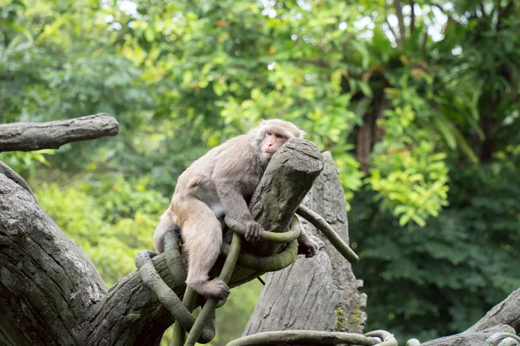 台北動物園6/18起休園10天，進行大型設施保養與環境升級作業。台北市立動物園提供