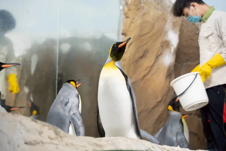 國王企鵝區休園期間將進行止滑鋪設工程。台北市立動物園提供