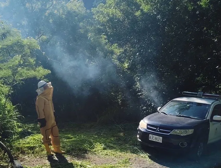 虎頭蜂窩預計於今日下午摘除。翻攝畫面