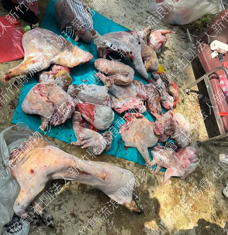 現場發現的肉塊。珍愛協會提供
