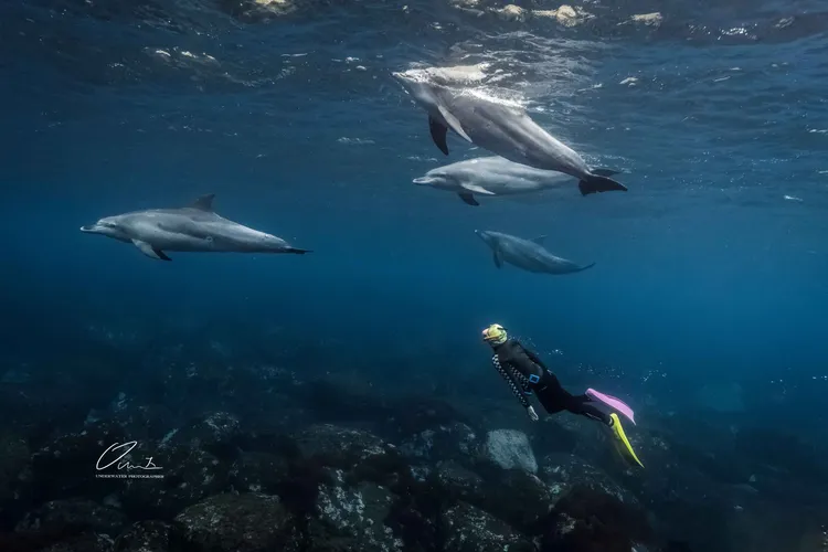 彈頭（宋健彰）私下是潛水狂熱份子。呼籲：「與海為友，不打擾是最好的靠近。」歐大提供