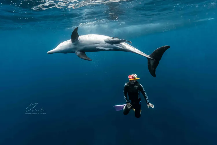 彈頭赴日本御藏島潛水。歐大提供