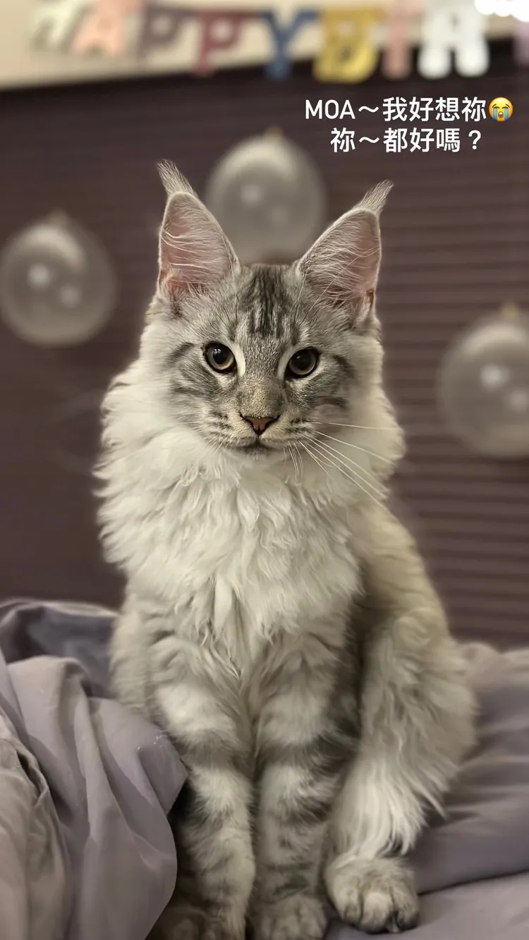 劉雨柔想把MOA生回來。翻攝劉雨柔臉書