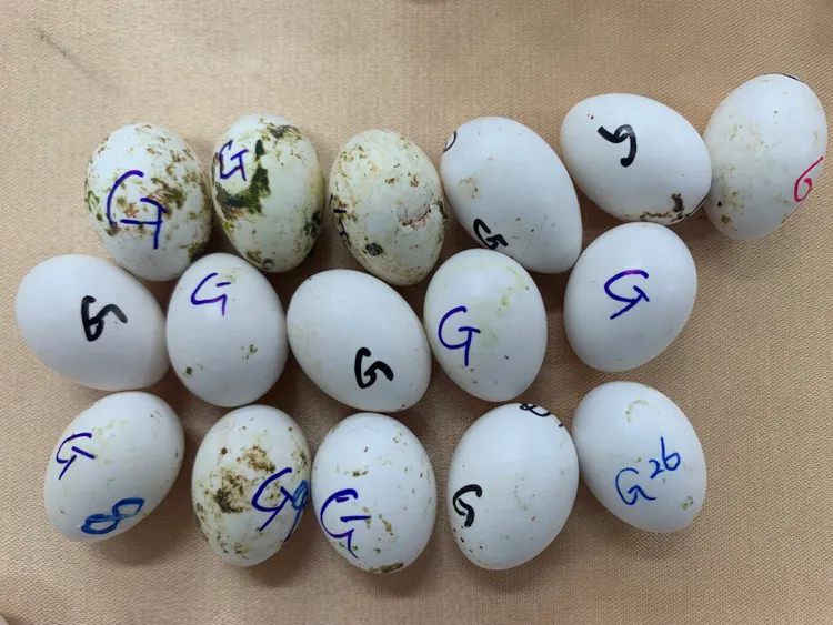 走私集團將鳥蛋識別註記種類。海巡署提供