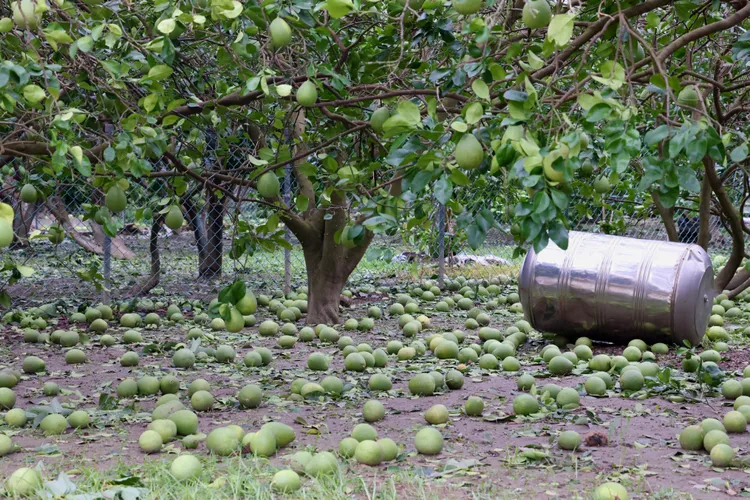 麻豆區、下營區柚園落果相當嚴重。南市府提供