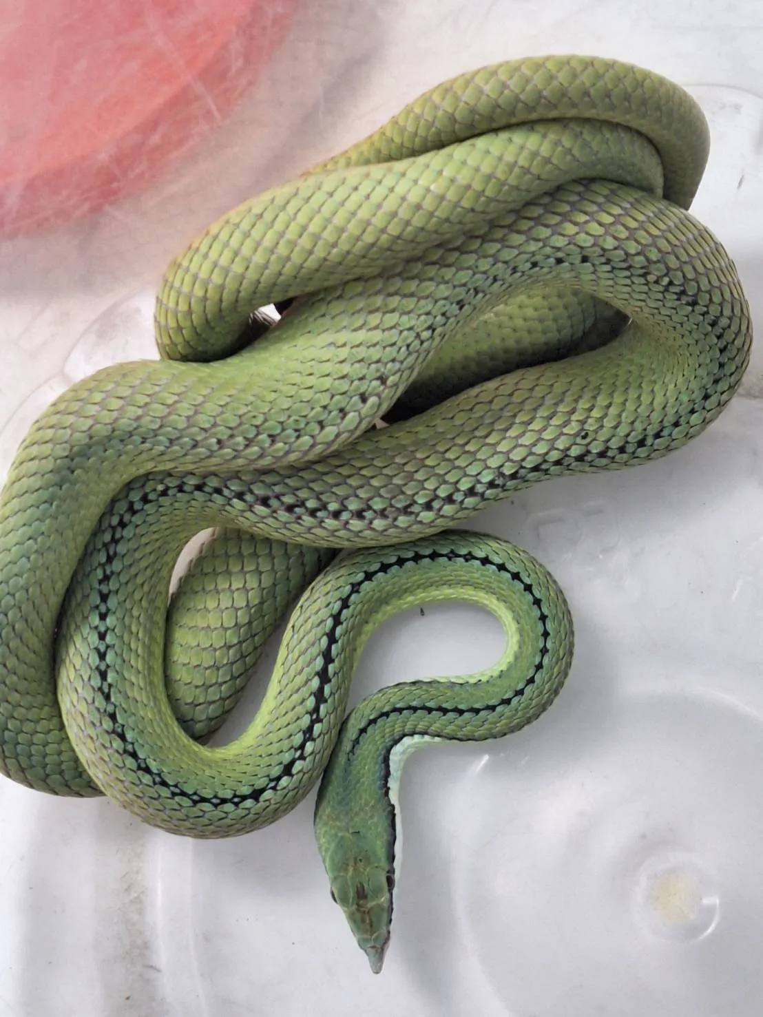 巴倫游蛇毒性不強且膽小,被認為很適合人類飼養。彰化縣動物防疫所提供