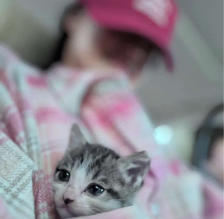 舒淇遭母貓託付小貓，還幫忙小貓找新主人。翻攝IG