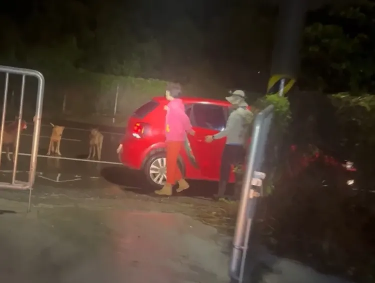 有人前來餵養沿途狂灑雞頭、內臟，遭到當地民眾抓包。民眾提供