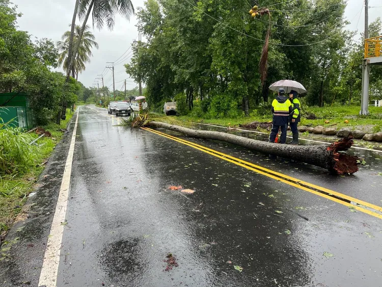 椰子樹倒塌壓到農用車，造成1死1傷。翻攝畫面
