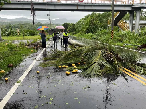 丹娜絲颱風來襲!椰子樹傾倒壓農用車 駕駛傷重不治