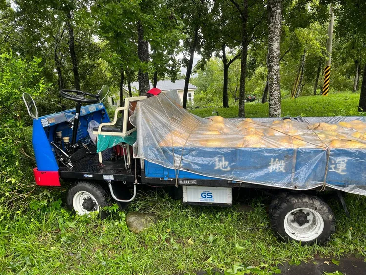 椰子樹倒塌壓到農用車，造成1死1傷。翻攝畫面