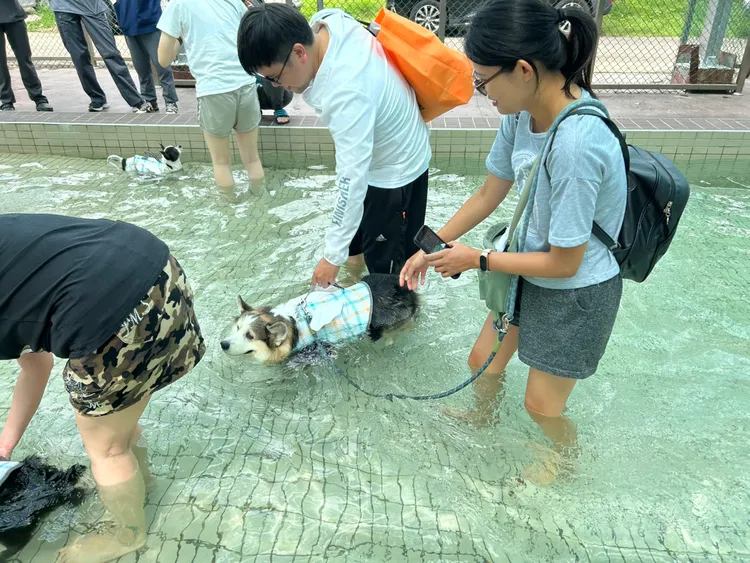 桃園毛小孩水樂園8/1正式啟用。農業局提供