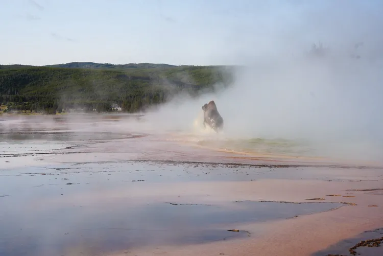 野牛被燙到跳起。翻攝自臉書