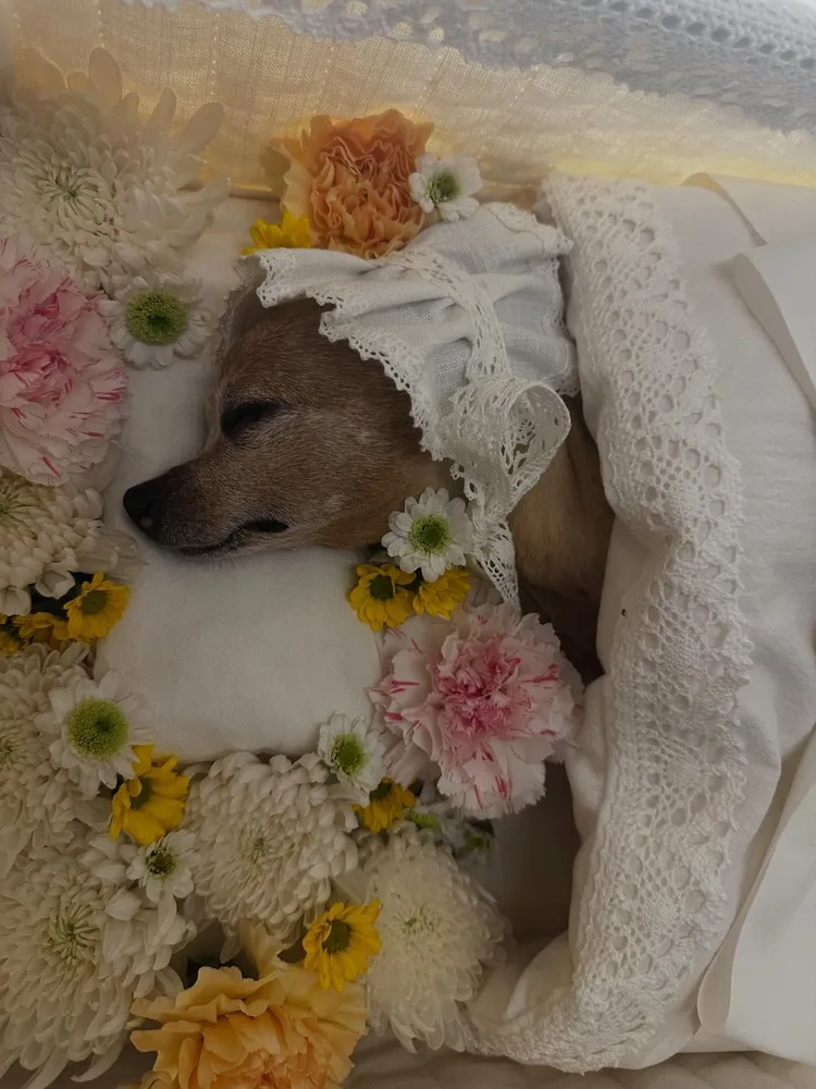 李敏鎬貼出Choco安詳睡著的模樣道別。翻攝李敏鎬IG